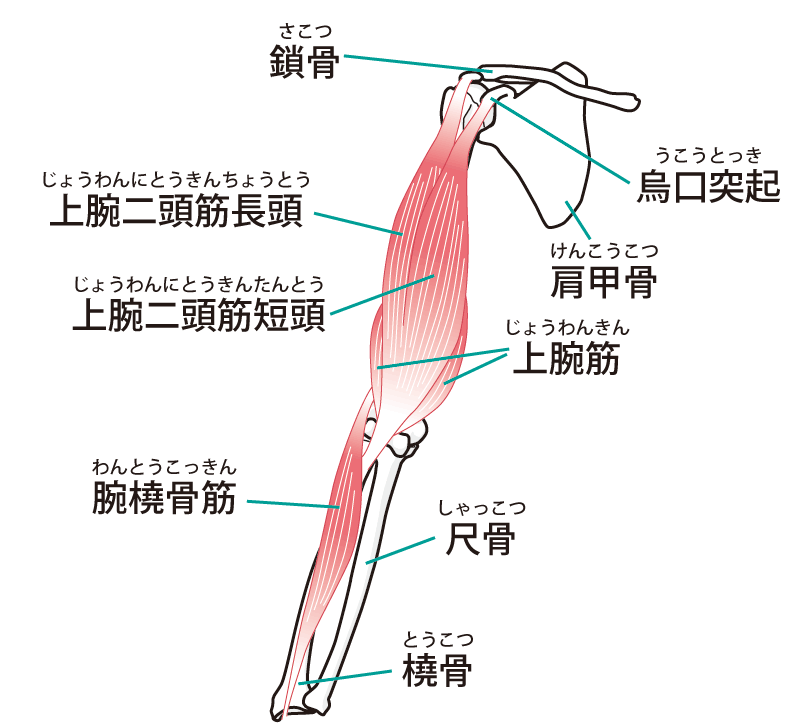 腕の関節のイラスト